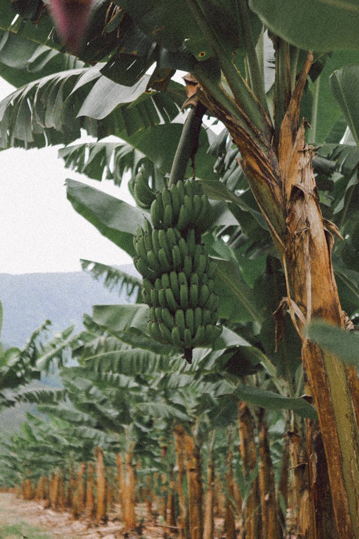 Close-up of growing bananas in a lush outdoor plantation setting.