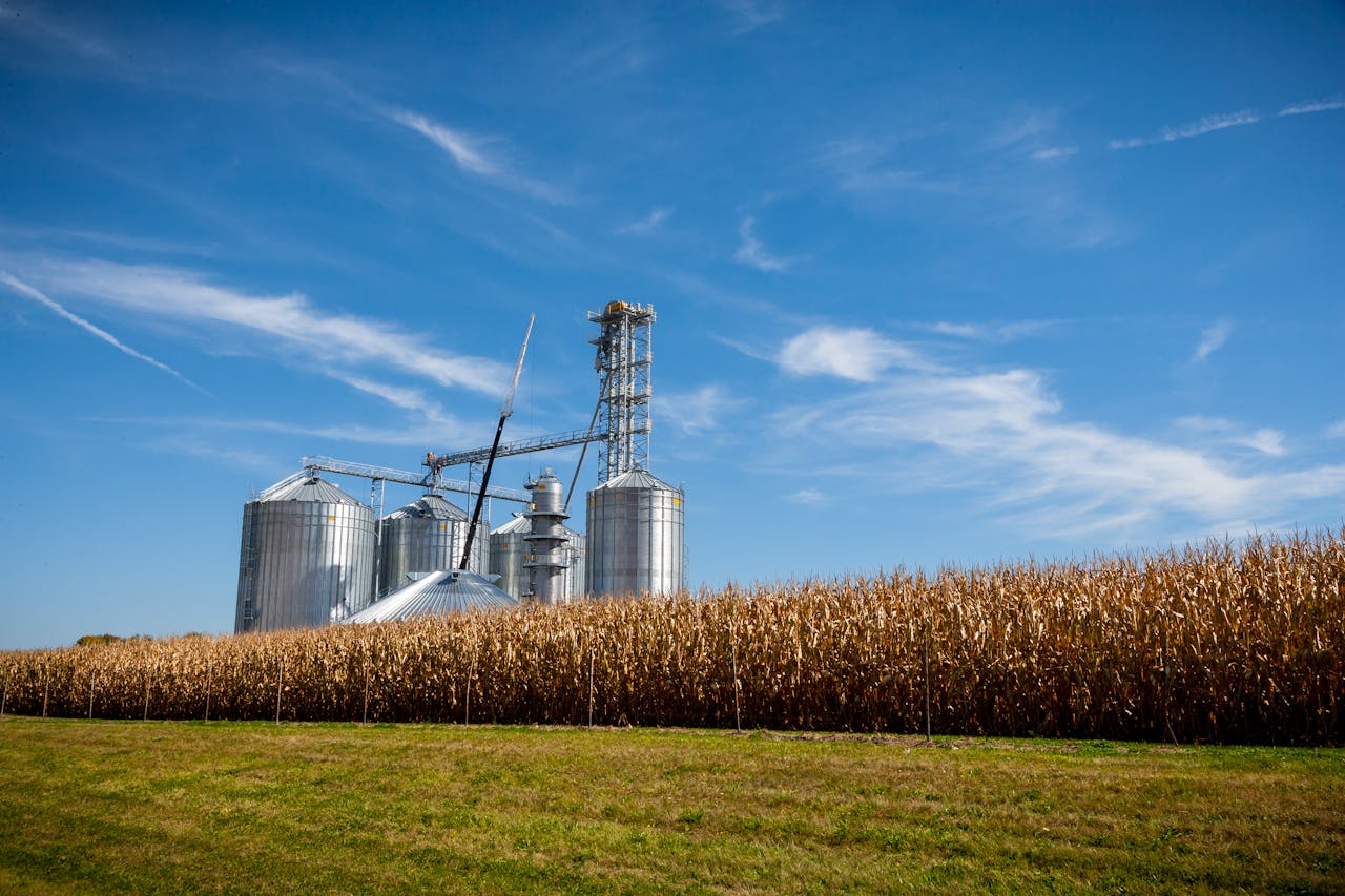 A farm with modern grain silos next to a ripe cornfield under a clear blue sky.