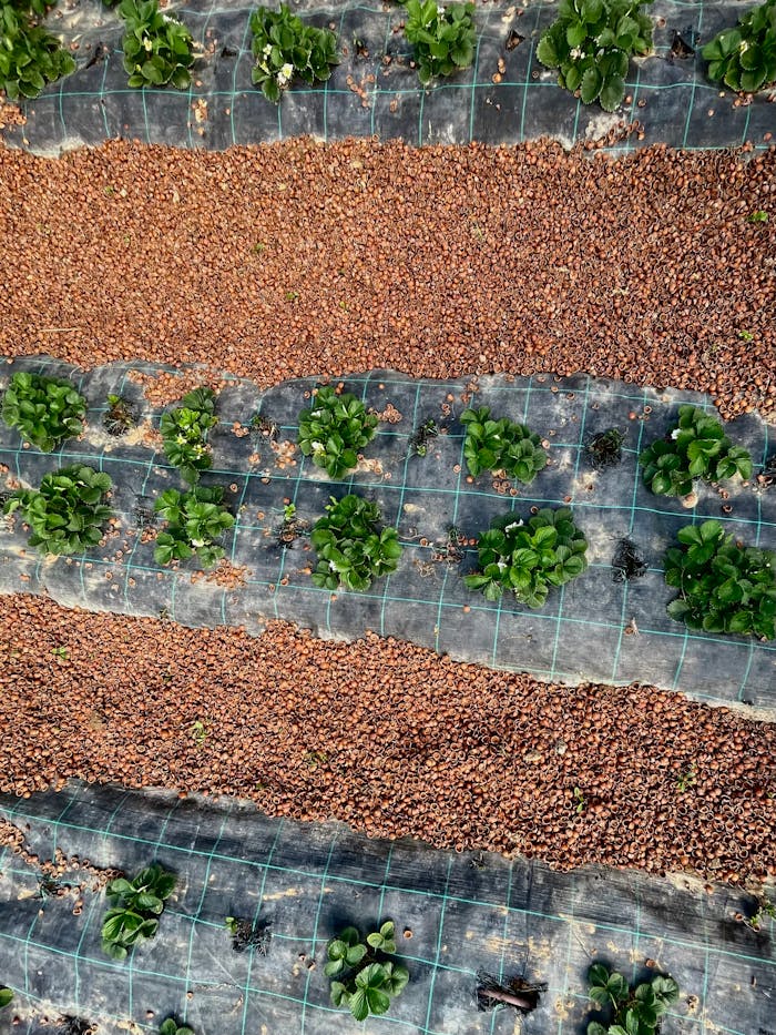 Aerial view of an organic strawberry farm in Piemonte, Italy.