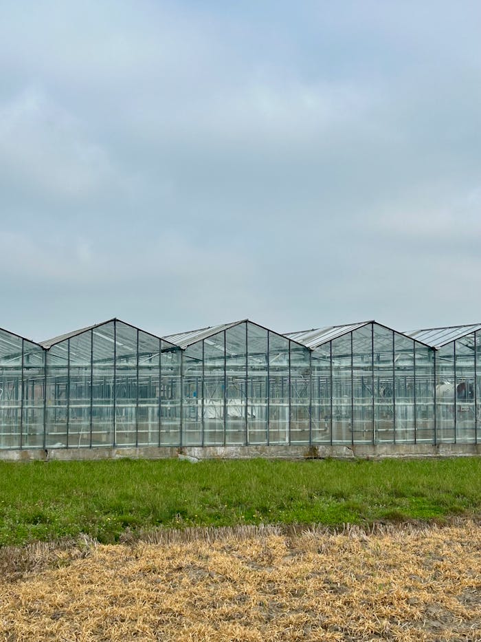 Large glass greenhouses in a tranquil rural area under a cloudy sky.